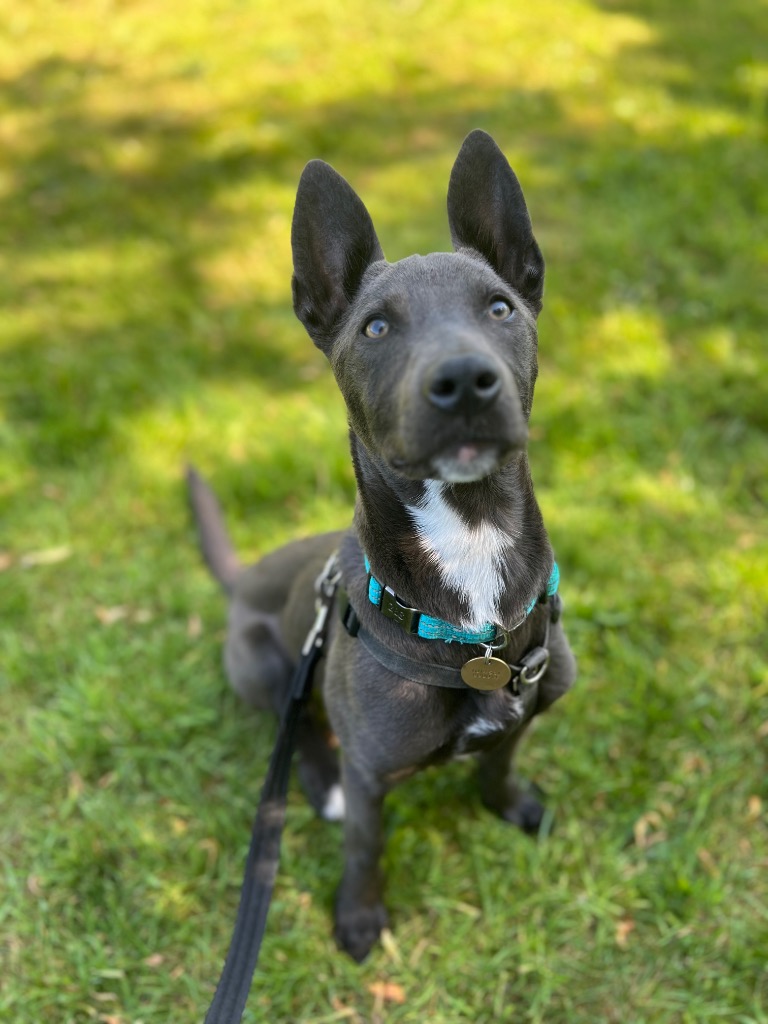 Lyra