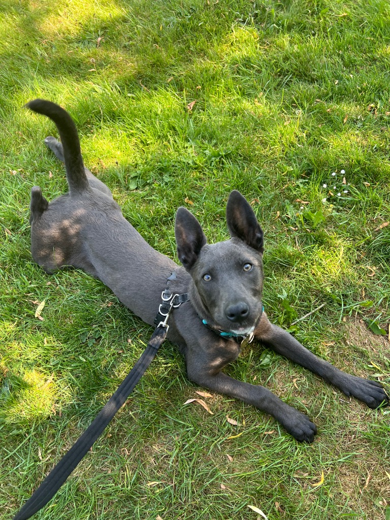 Lyra