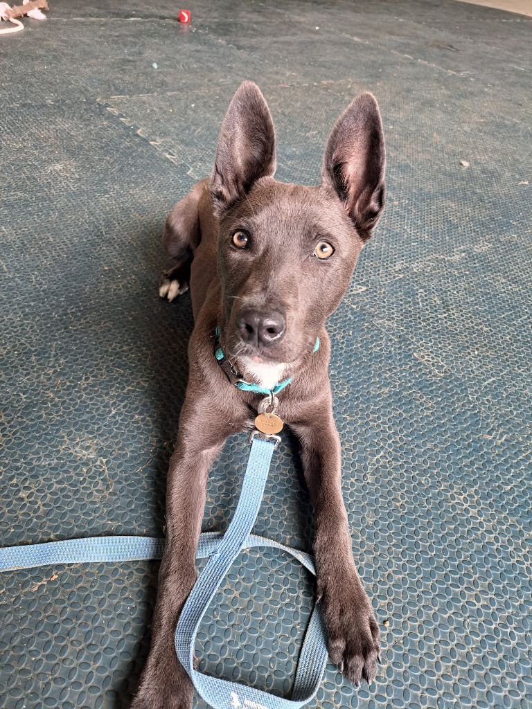 Lyra