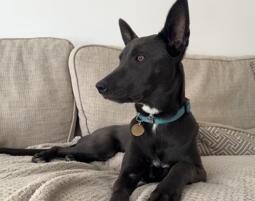 Lyra