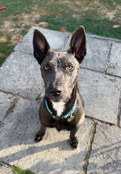 Lyra