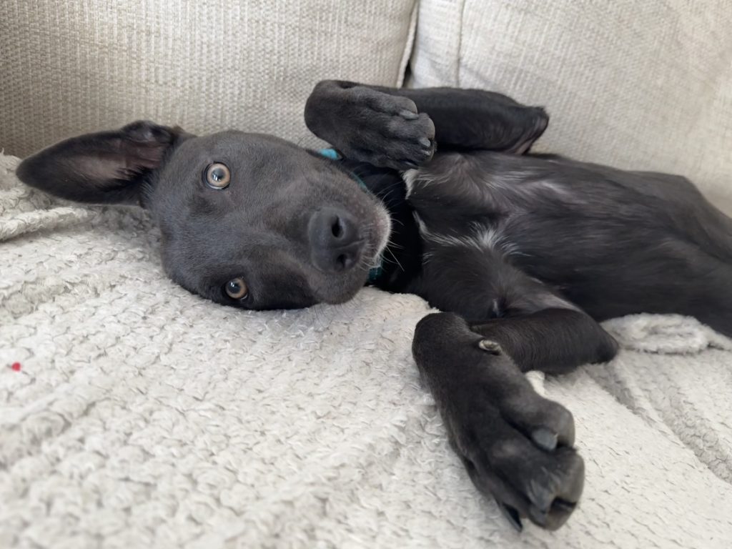 Lyra