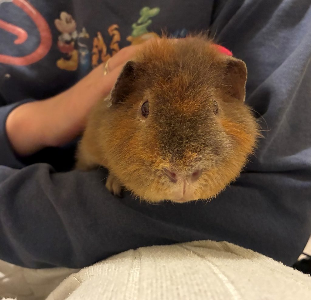 Meatball