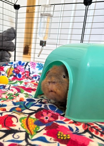 Meatball