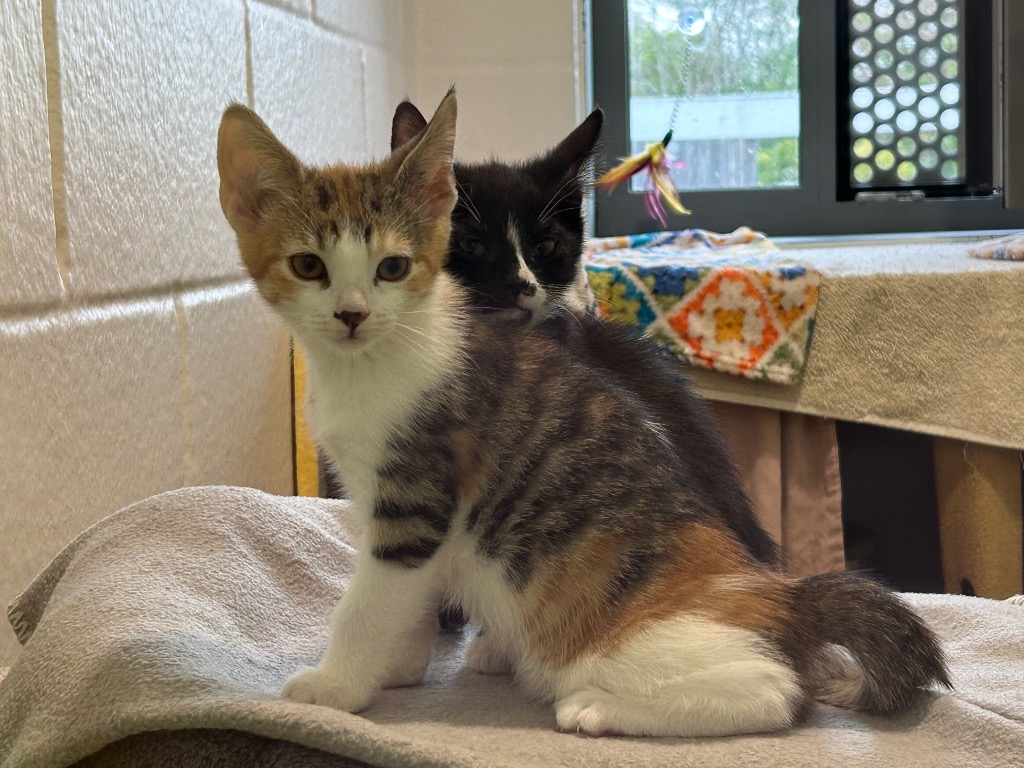 Peanut & Pecan