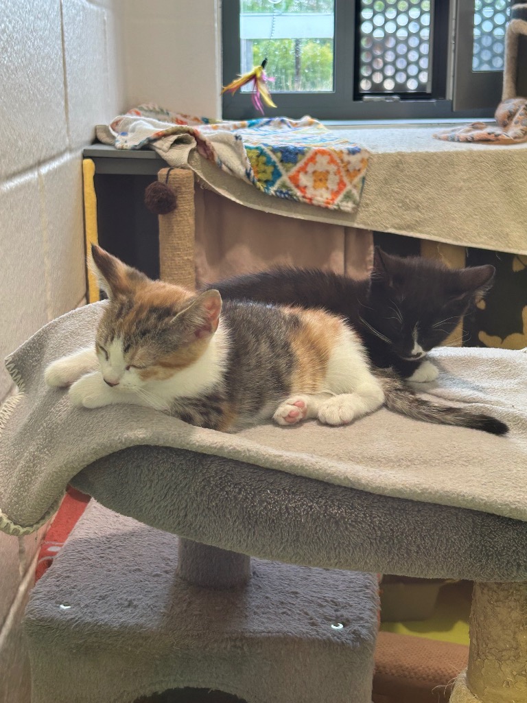 Peanut & Pecan