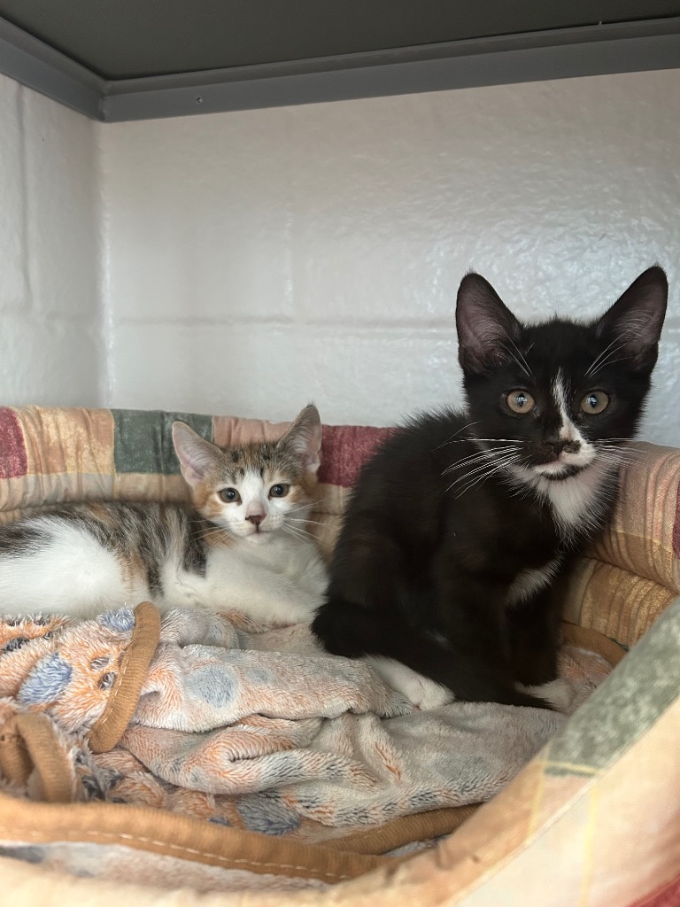 Peanut & Pecan