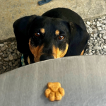 Dog-Friendly Places to Eat in the Cotswolds