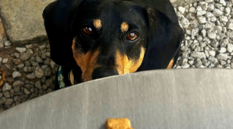 Dog-Friendly Places to Eat in the Cotswolds