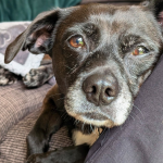 How to Prepare Your Home for a Rescue Dog