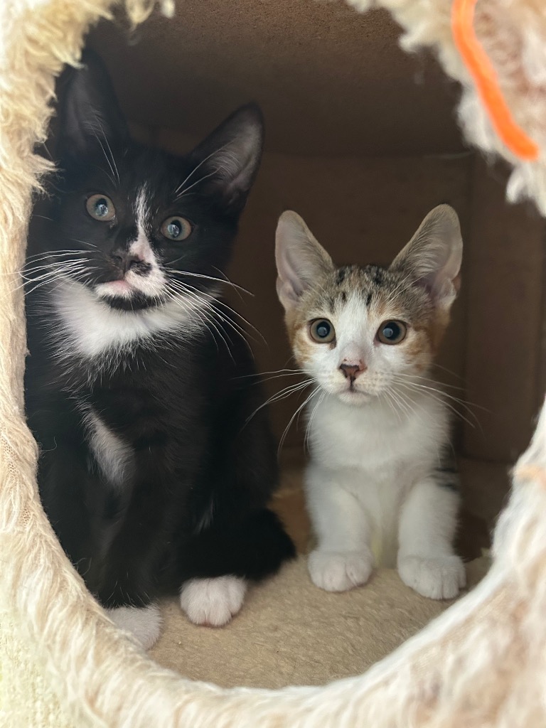 Peanut & Pecan