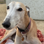 Max’s Story - A Golden Oldie Finding Comfort and Hope