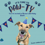 Bruno's Birthday Bash