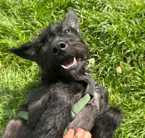 Mo