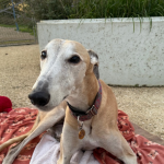 Emergency Foster Appeal for Max