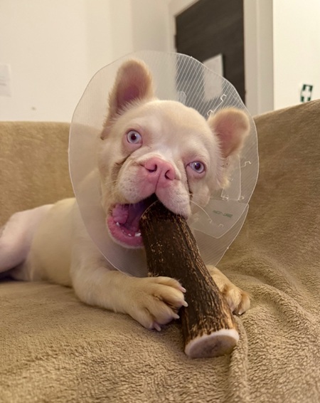 Olive - APPLICATIONS CLOSED