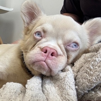 Olive - APPLICATIONS CLOSED