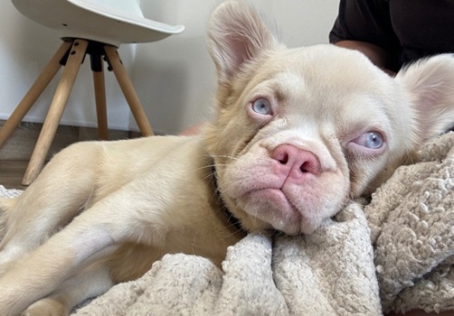 Olive - APPLICATIONS CLOSED