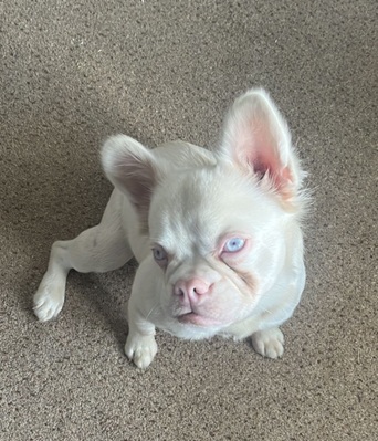 Olive - APPLICATIONS CLOSED