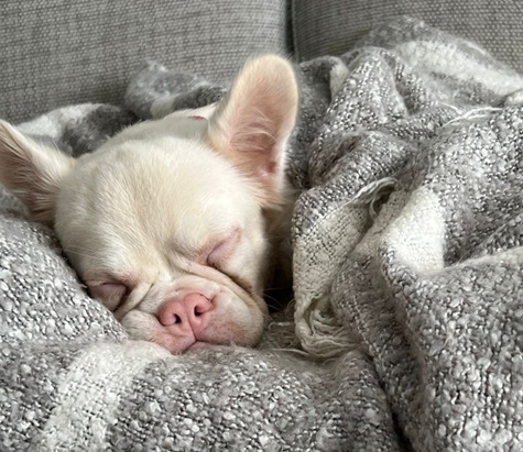 Olive - APPLICATIONS CLOSED