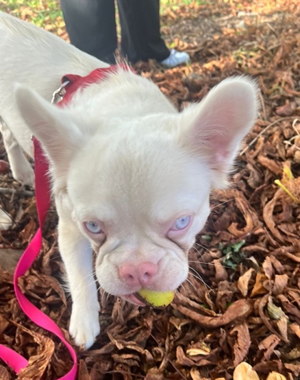 Olive - APPLICATIONS CLOSED