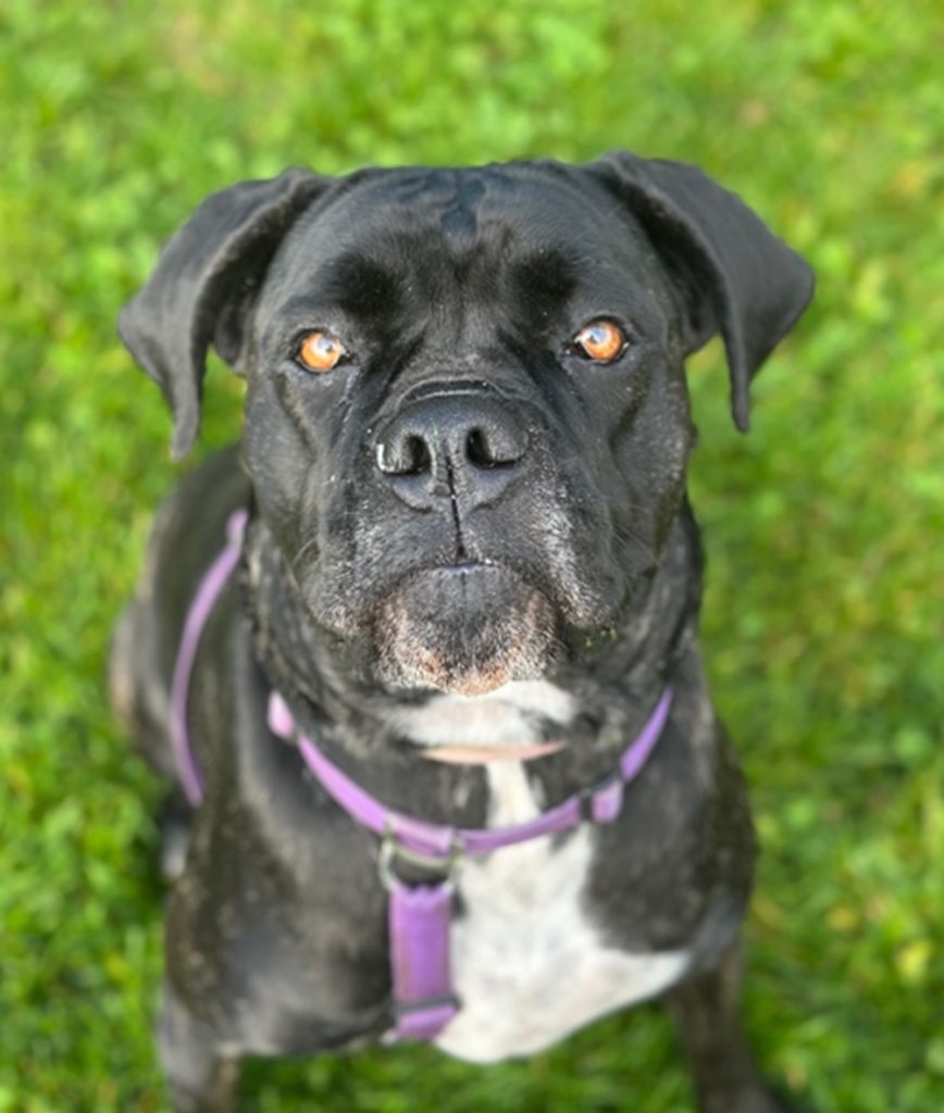 Cara