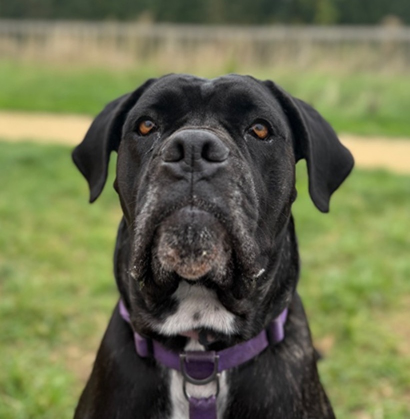 Cara