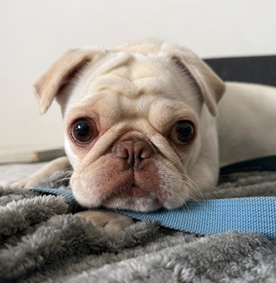 Frankie