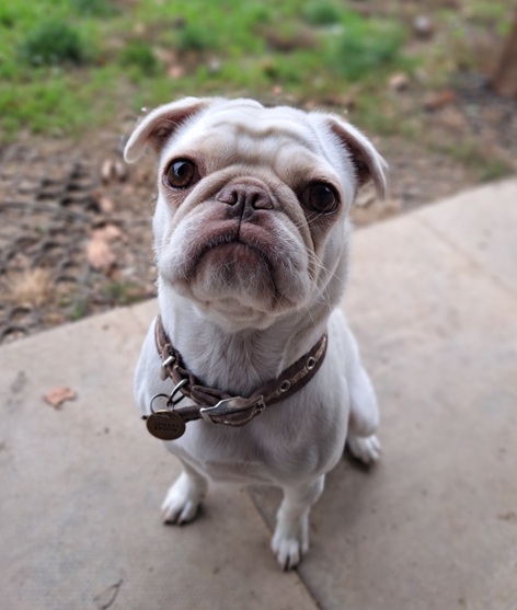 Frankie