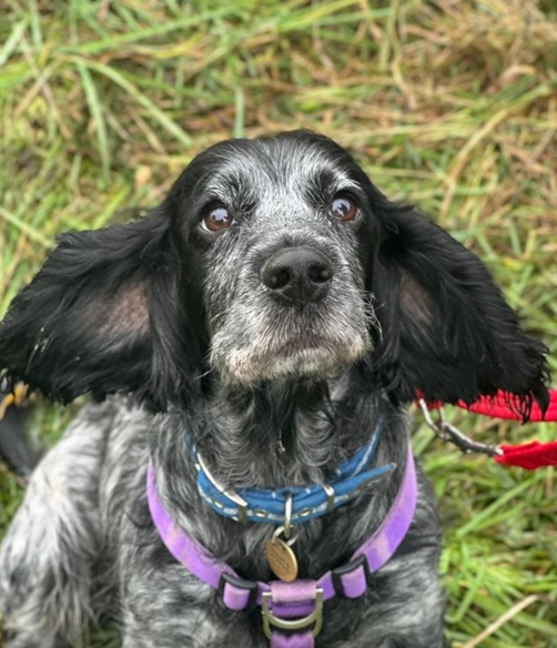 Gracie