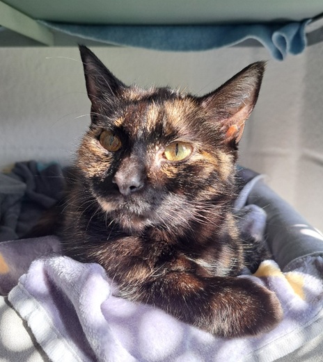 Mimi