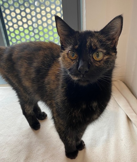 Mimi