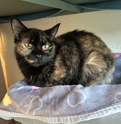 Mimi
