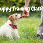 Puppy Training Classes