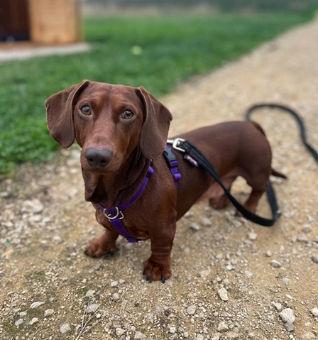 Toby