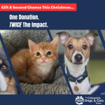 Gift a Second Chance This Christmas | Big Give 2025