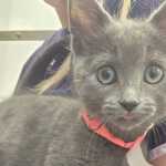 Meet Hope, A Tiny Kitten Fighting for a Second Chance