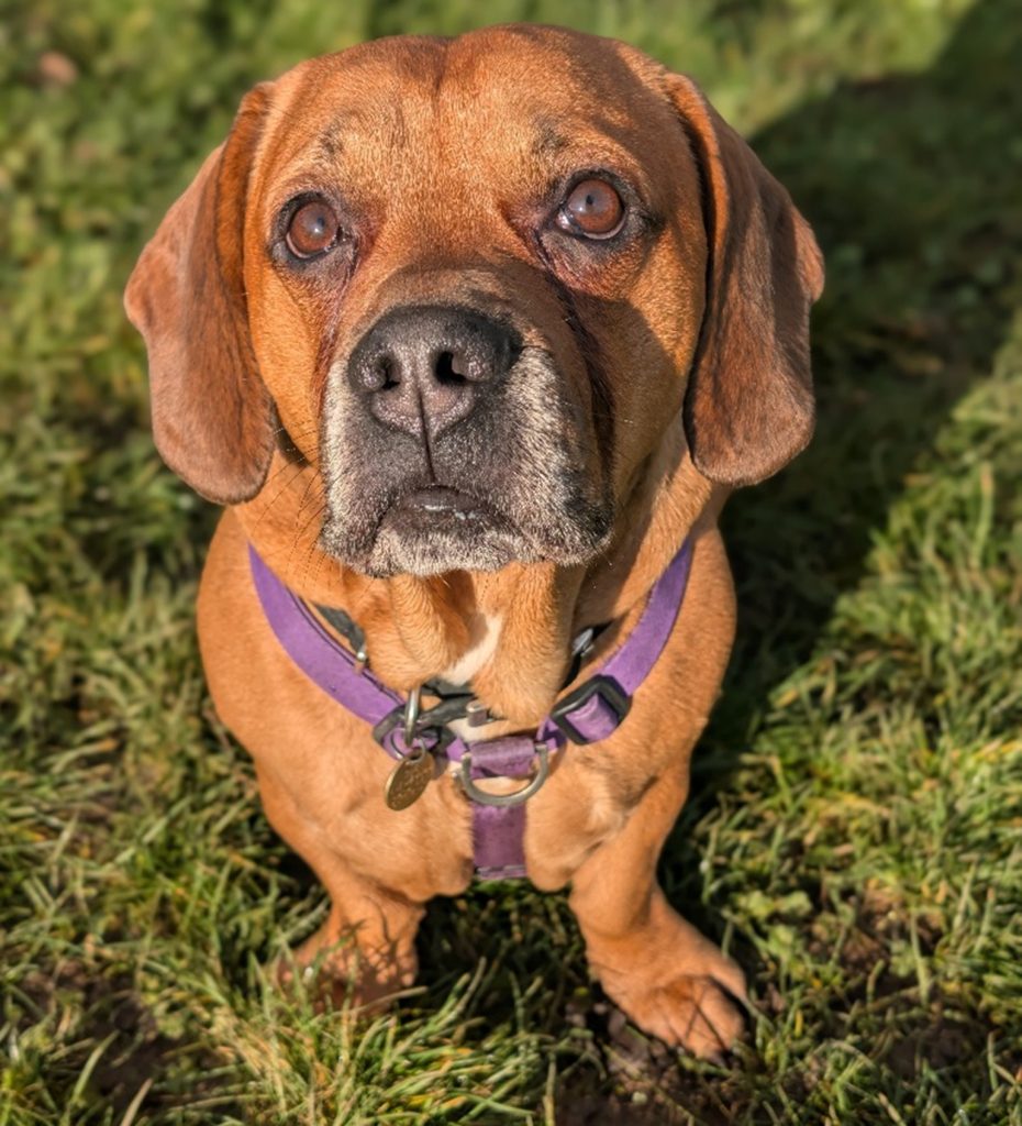 Ted, a 7 years old male Basset Hound available for adoption from Cotswolds Dogs & Cats Home in Gloucestershire