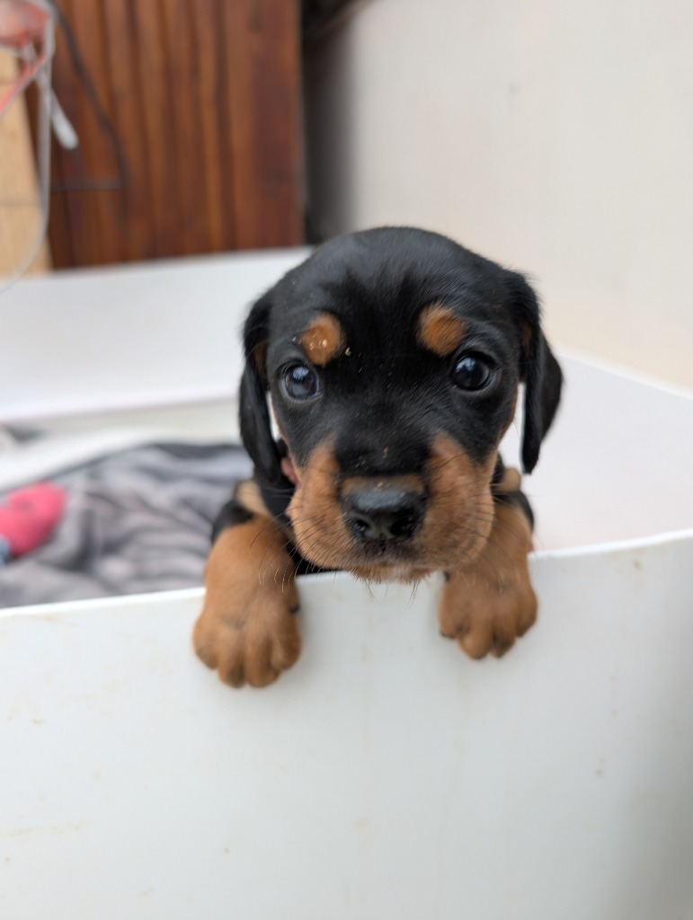 Jake, Milo & Fizz, a 1 month old unknown Cavalier King Charles Spaniel x Soft Coated Wheaten Terrier available for adoption from Cotswolds Dogs & Cats Home in Cambridge, Gloucestershire