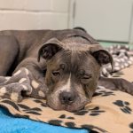 Flyn’s Story: A Loving Dog Learning to Trust the World