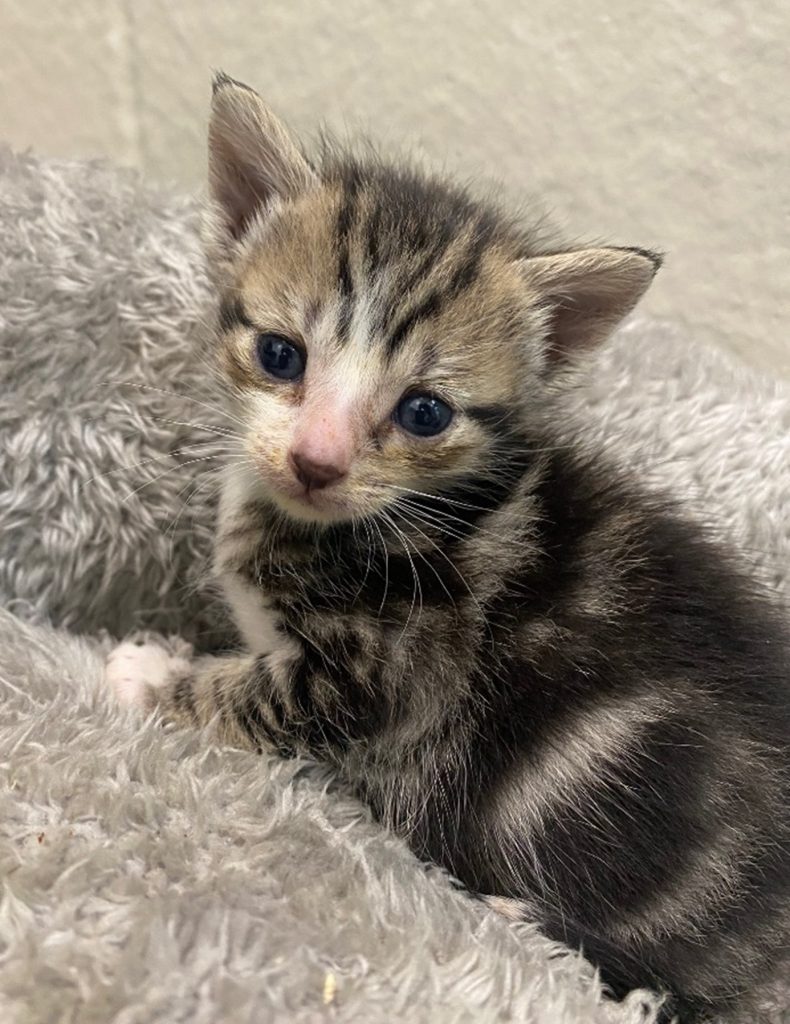 Wildlife Kittens - Applications Closed