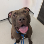 Comet’s Story - From Cruelty to a Life Full of Love