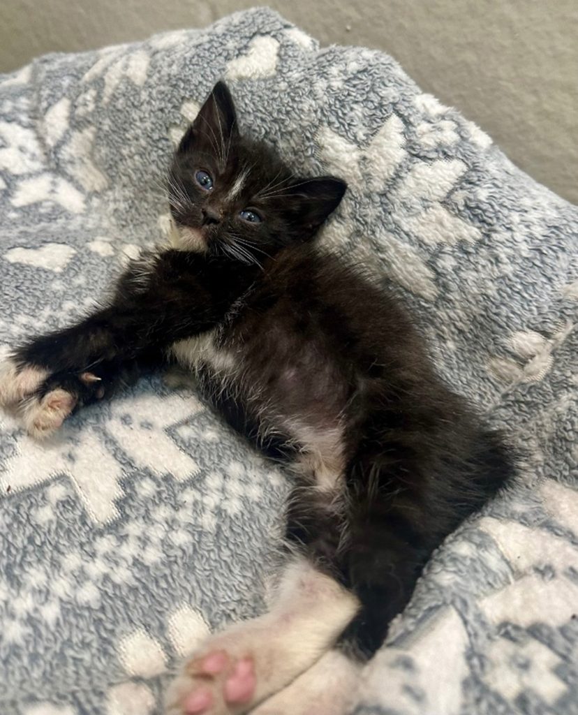 Wildlife Kittens - Applications Closed