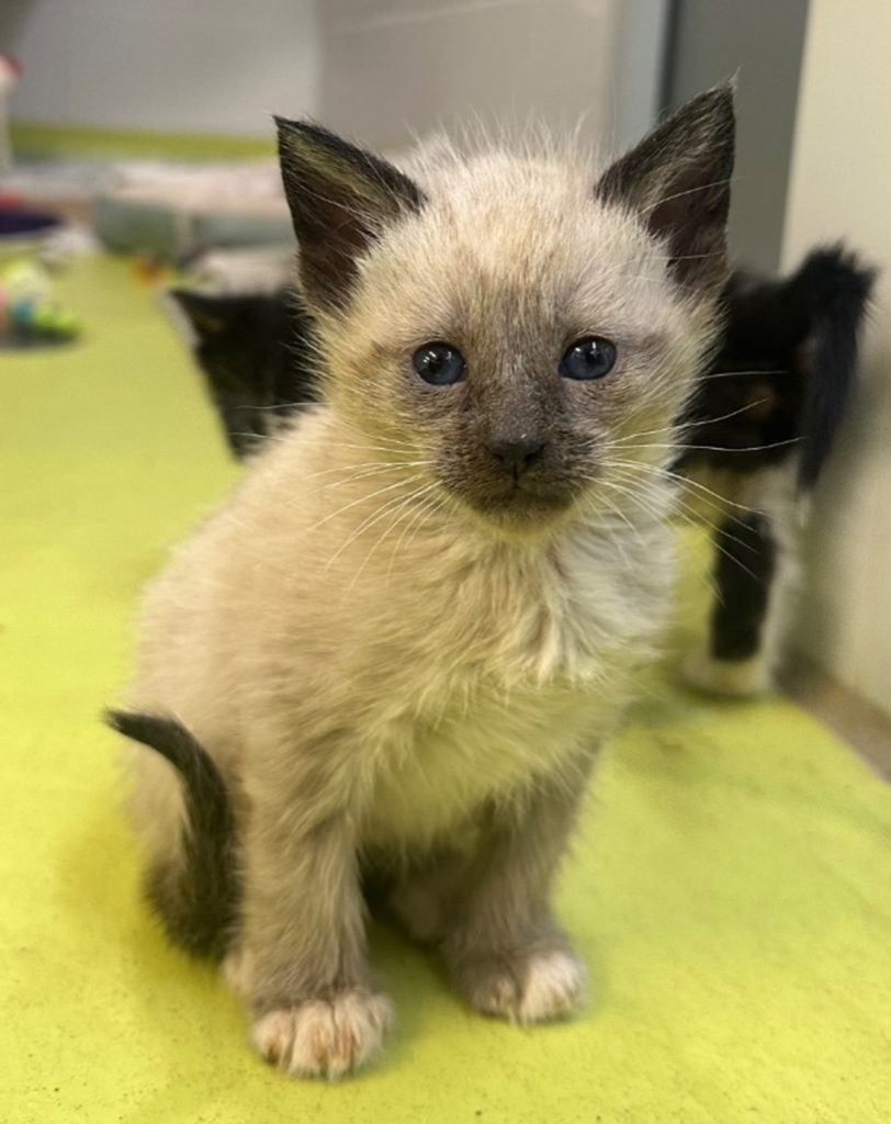 Wildlife Kittens - Applications Closed