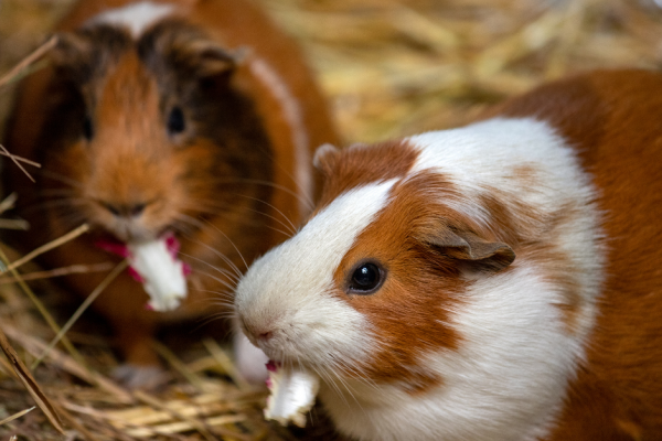Celebrates Guinea pig Awareness Week! (1)