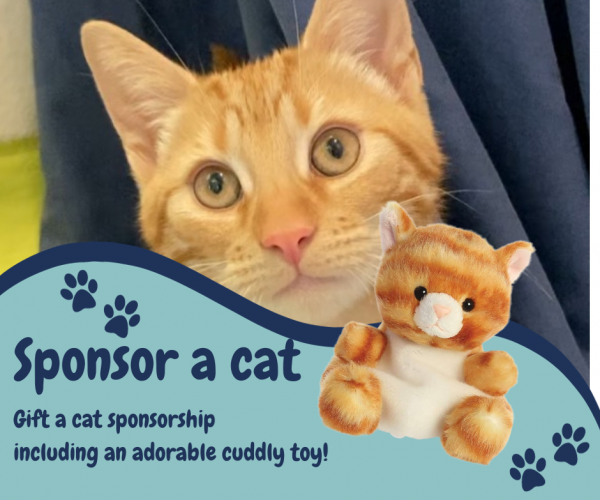 Sponsor a cat xmas