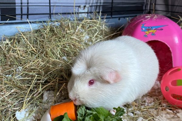 albi guinea pig white eating