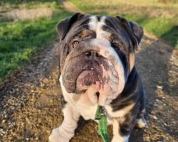 brutus2