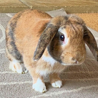 bunnies sponsor web