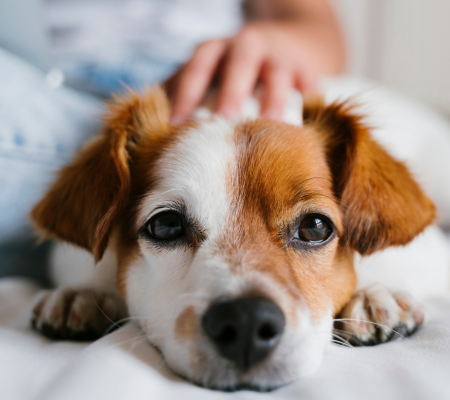 dog